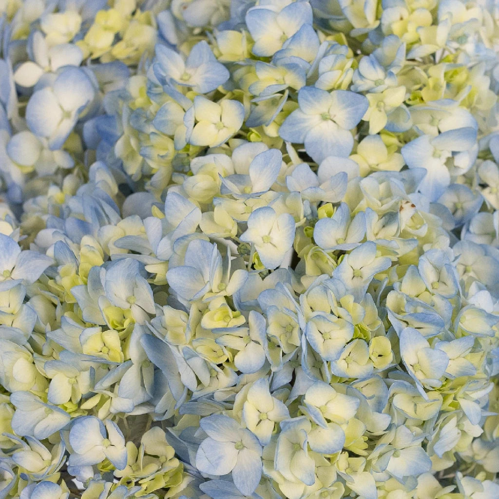Blue Ivory Mist Hydrangea Flower - Artificial Silk Hydrangea Bouquet for Home Decor, Wedding Centerpieces & Floral Arrangements