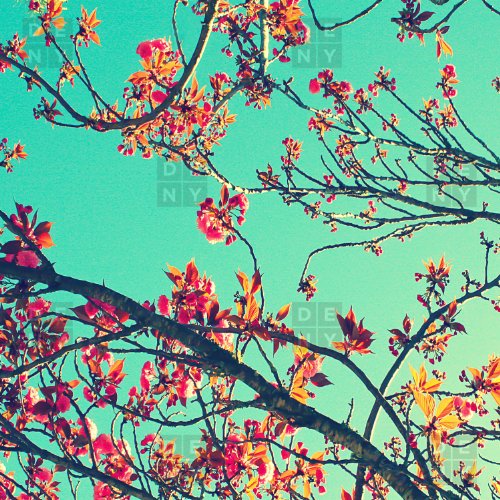Summer Bloom