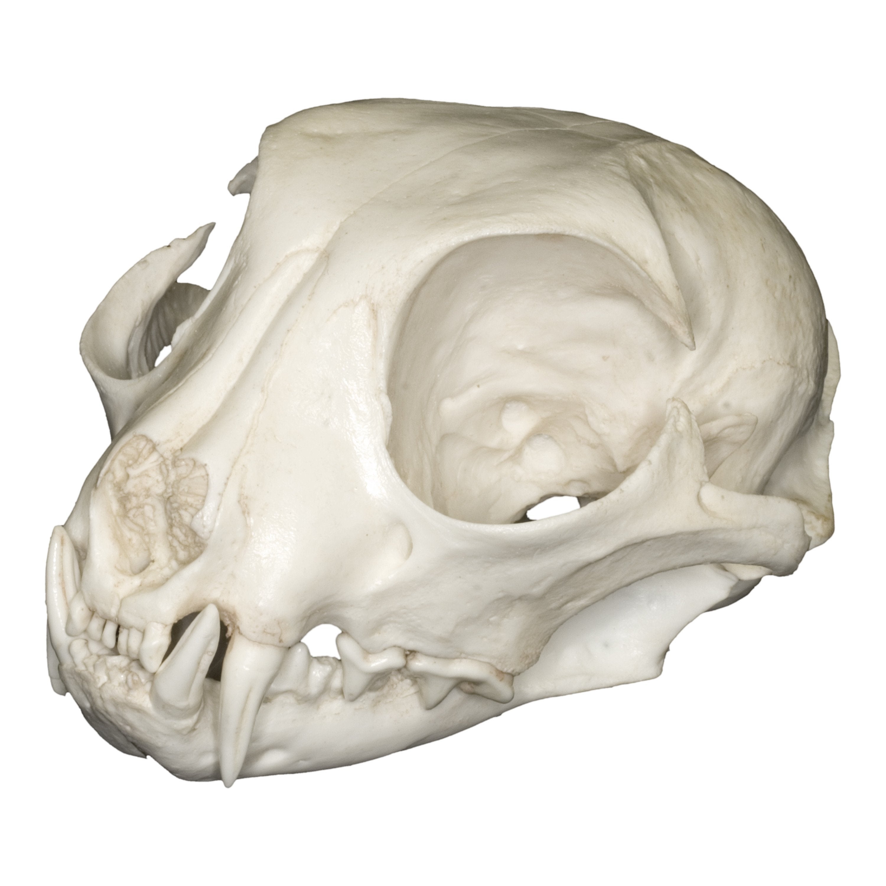 Authentic Replica Pallas Cat Skull - Lifelike Animal Skull Model for Home Decor, Gothic Display, Halloween Props & Taxidermy Collectors