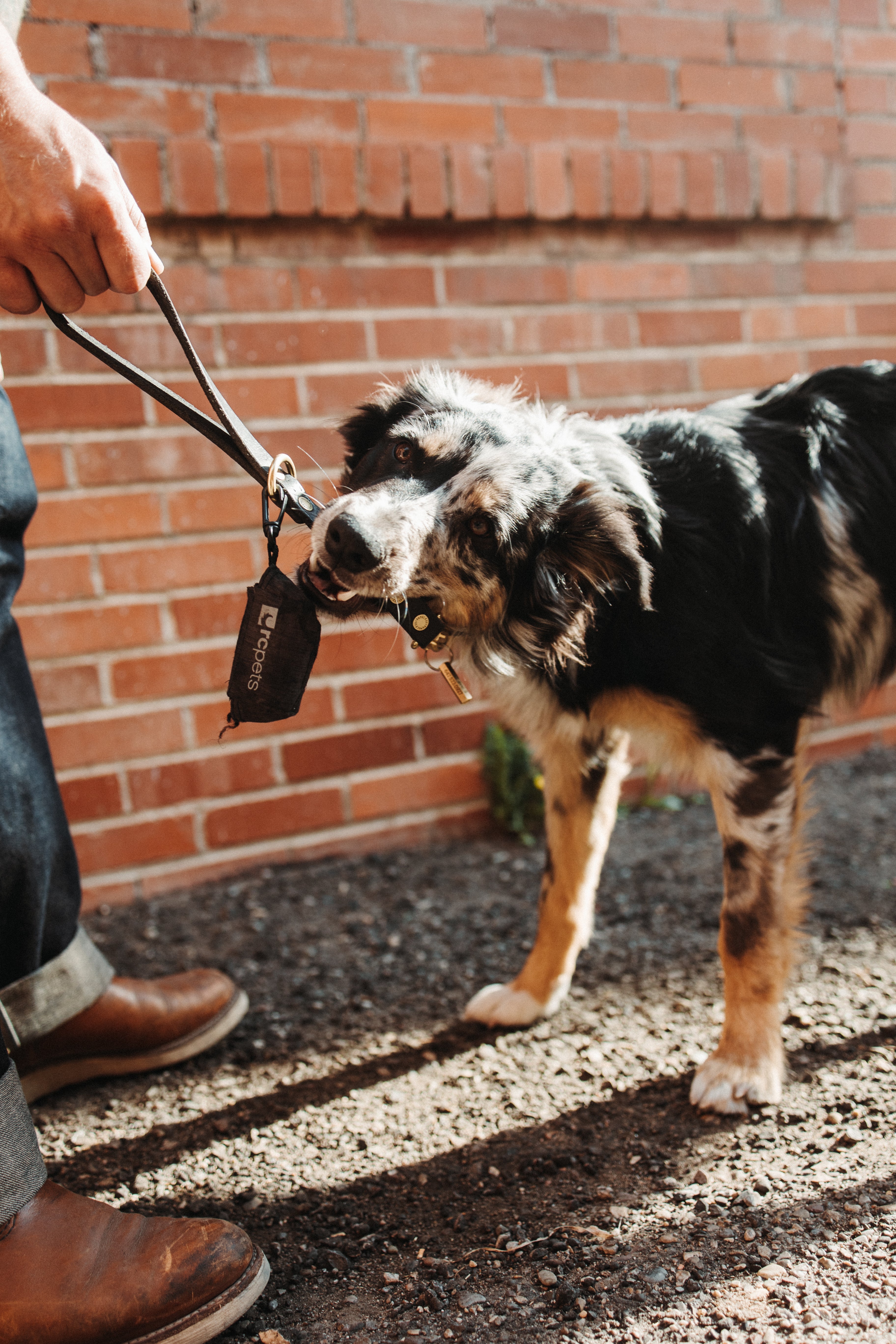 Premium The Gus Dog Lead - Durable Rio Latigo Leather Leash for Medium to Large Dogs - Perfect for Walking, Training, and Outdoor Adventures
