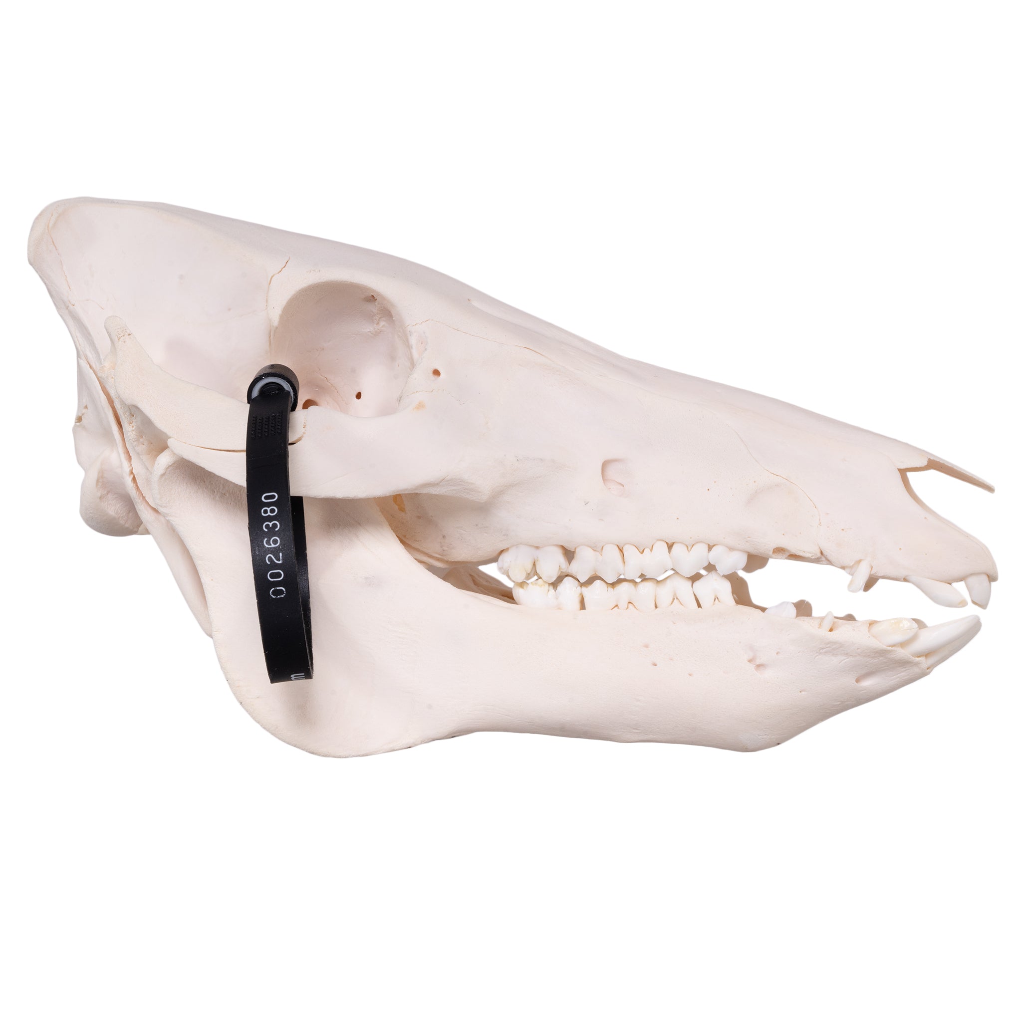 Real Domestic Pig Skull - Authentic Adolescent Pig Skull Specimen for Taxidermy, Oddity Collecting & Gothic Decor