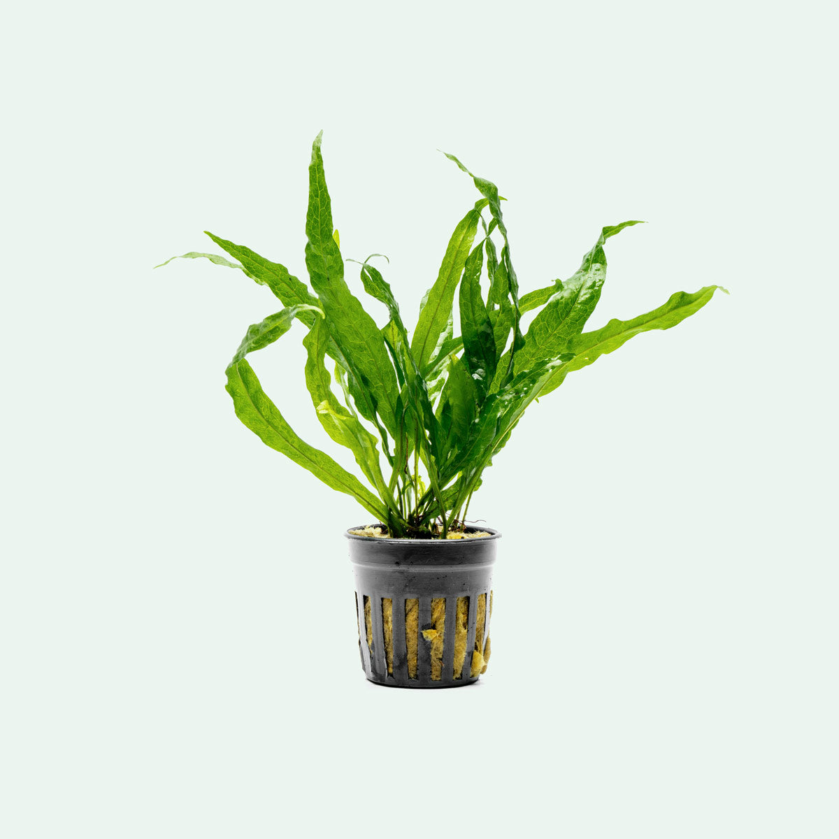 Java Fern Soft Leaf - Live Aquarium Plant for Fish Tanks, Freshwater Aquascaping & Low Light Aquariums - Perfect for Beginners & Shrimp Tanks