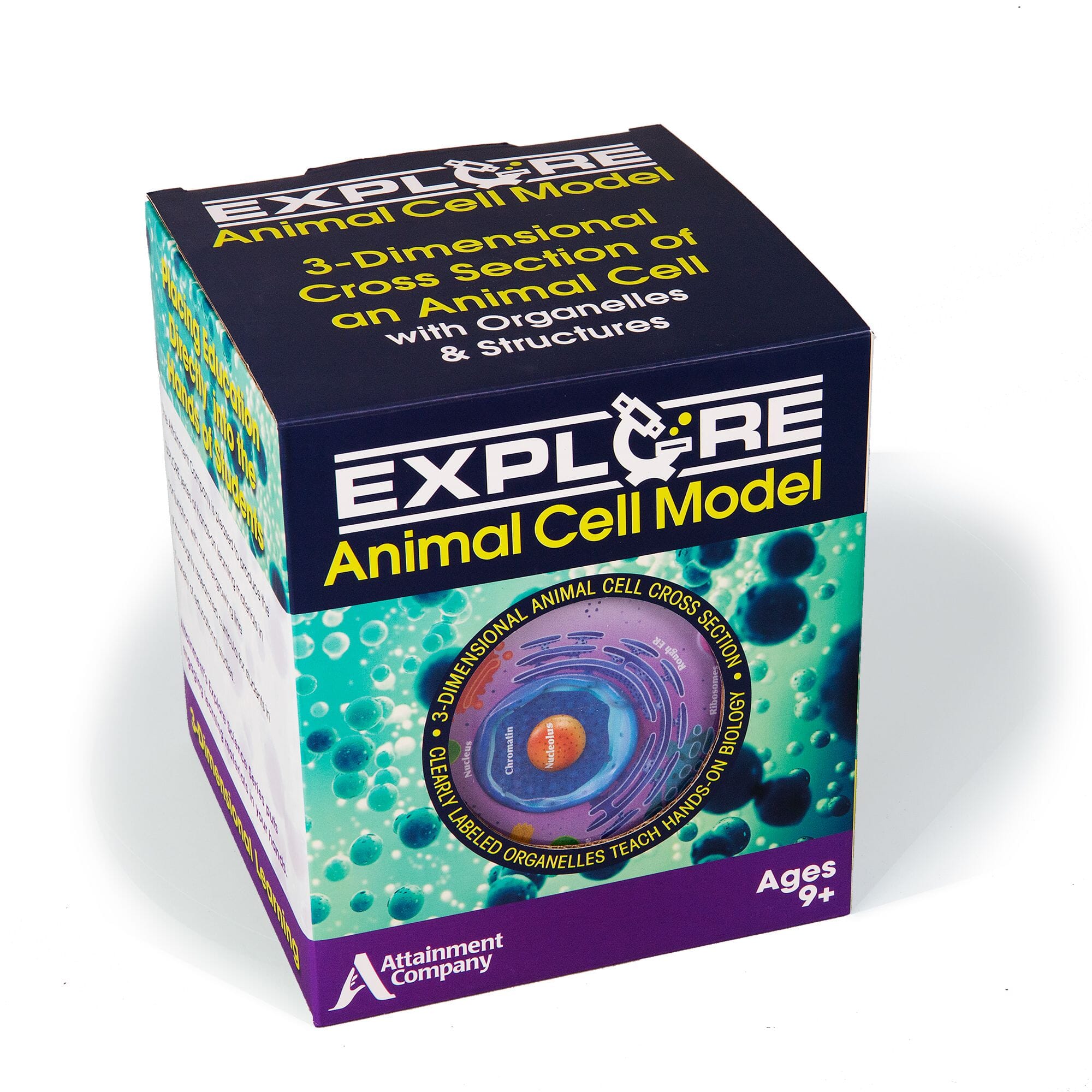 Animal Cell Model - 3D Biology Science Kit for Students & Teachers | Hands-On Learning Tool for Classroom & Homeschool Education