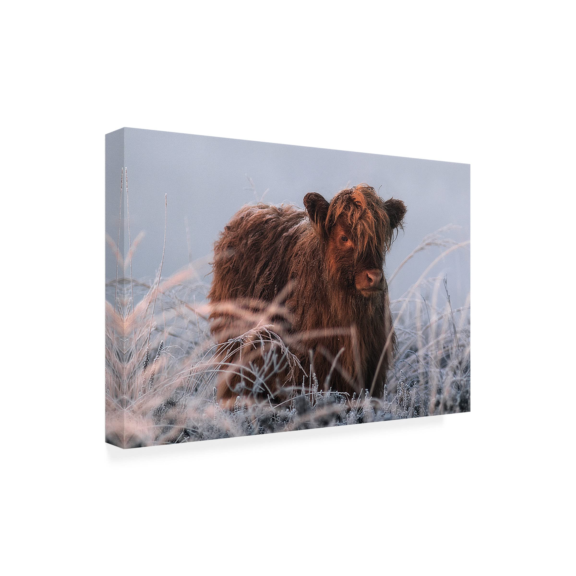 Trademark Fine Art 'Little Highlander' Canvas Art Print by Jaap Van Den - Highland Landscape Wall Decor for Living Room, Bedroom & Office
