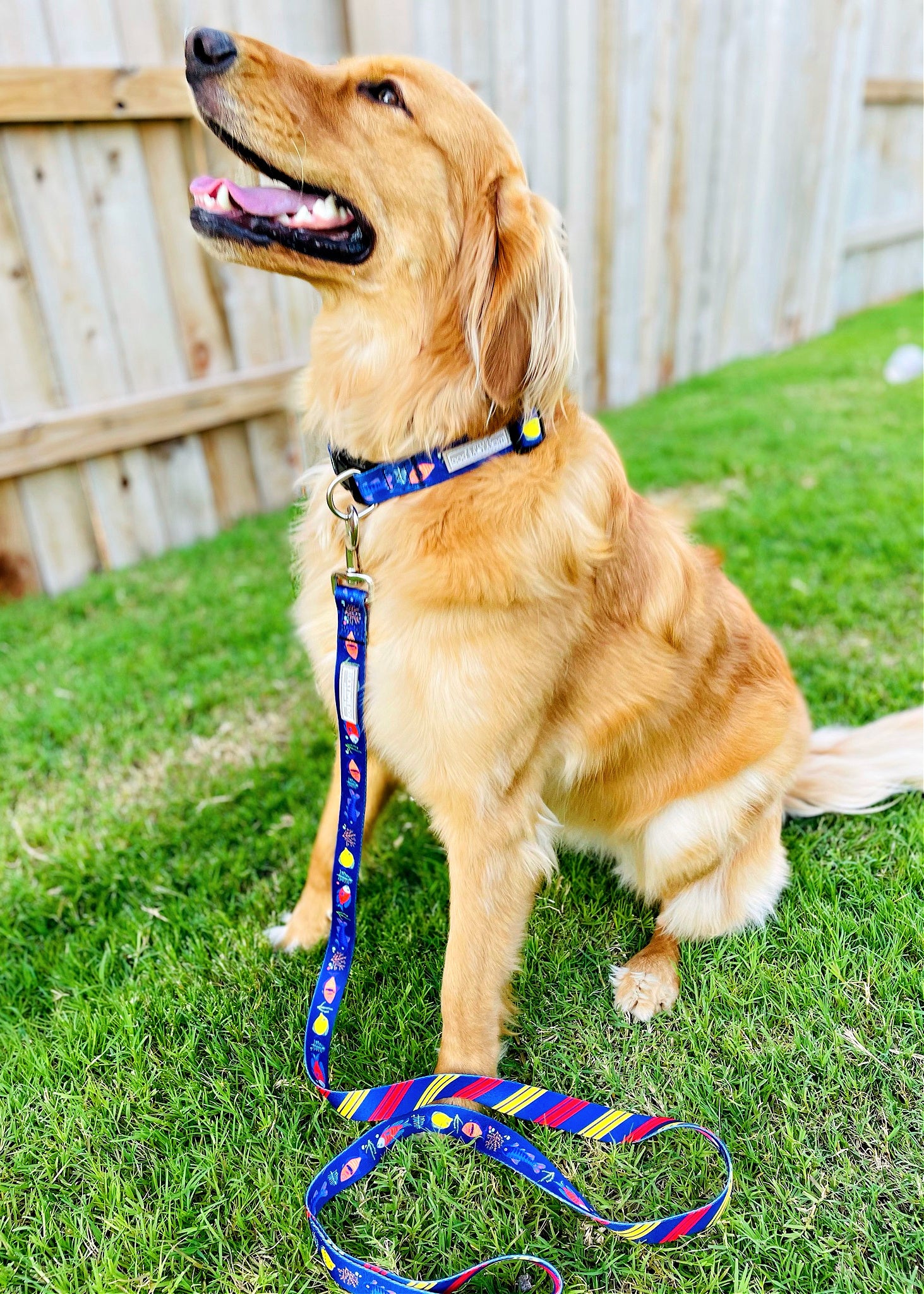 **Premium Mackey Dog Collar and Leash Set – Wholesale Bulk Orders – Durable & Stylish for Training, Walking, and Outdoor Adventures**