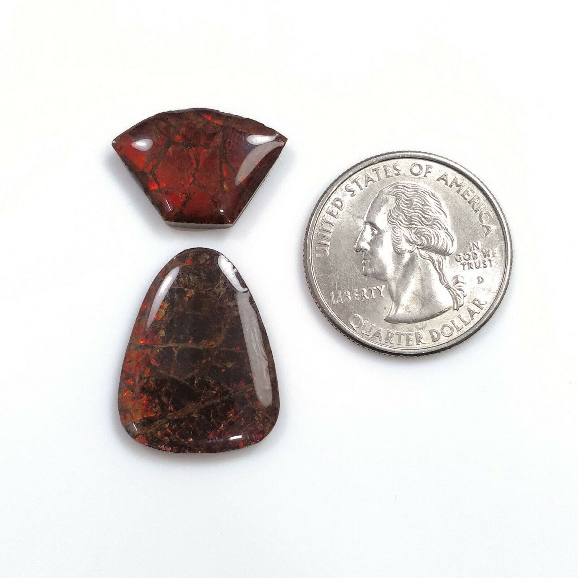 Natural AMMOLITE Gemstone Cabochon - Bi-Color Fossilized Shell Jewelry Making Stone (14x20mm or 24x19mm) for Pendants, Rings & Unique Handmade Jewelry Designs