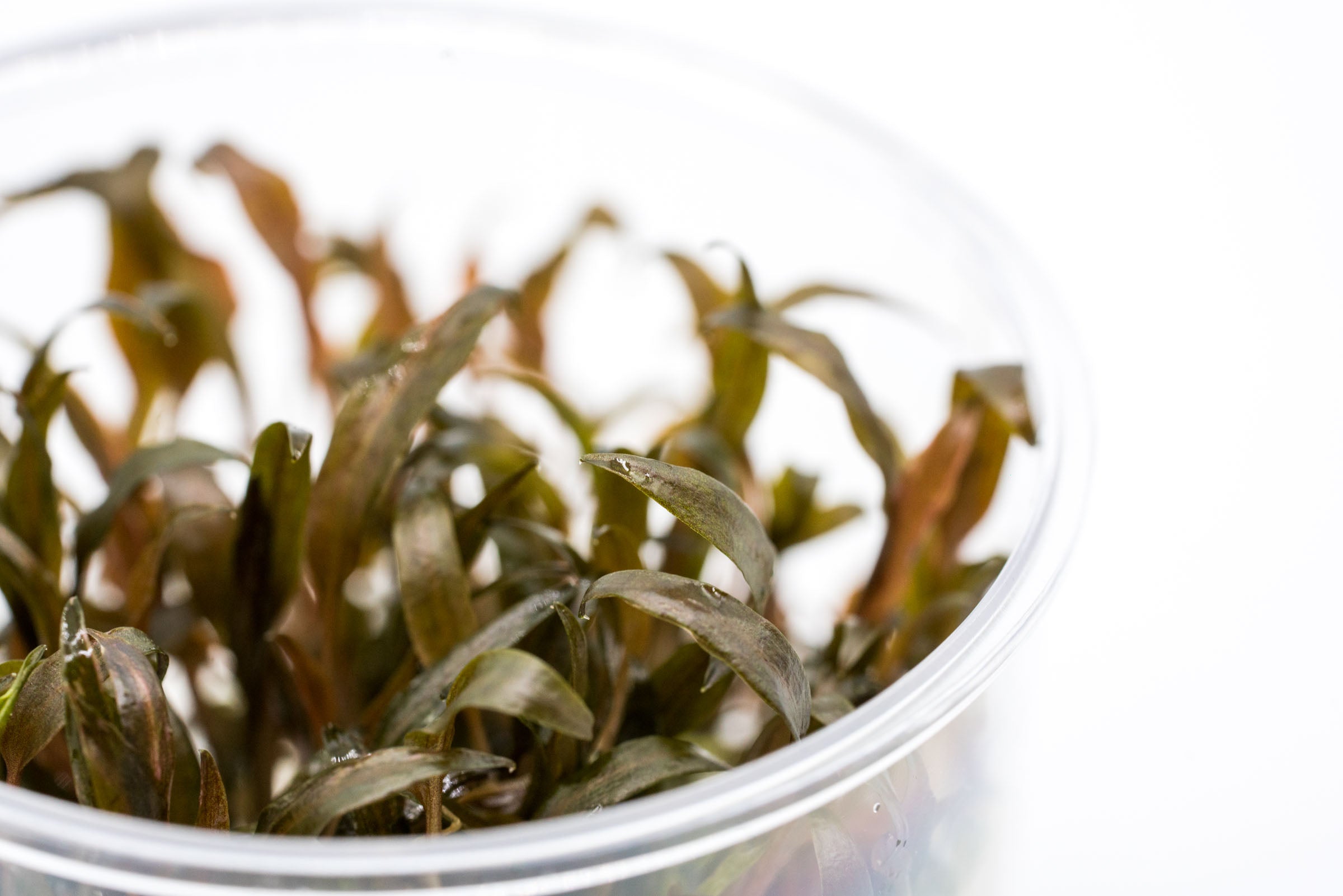 Cryptocoryne Affinis Live Aquarium Plant - Easy Low Light Aquatic Plant for Fish Tanks, Ponds & Aquascaping | Perfect for Beginners & Natural Aquarium Decor
