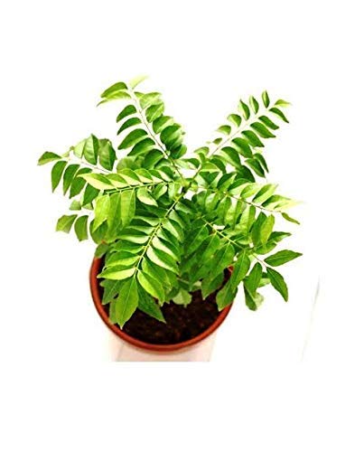 Organic Curry Leaf Plant (Murraya Koenigii) for Kitchen Garden - Fresh Aromatic Herb for Cooking Indian & Asian Dishes - Perfect for Home Gardening & Culinary Use