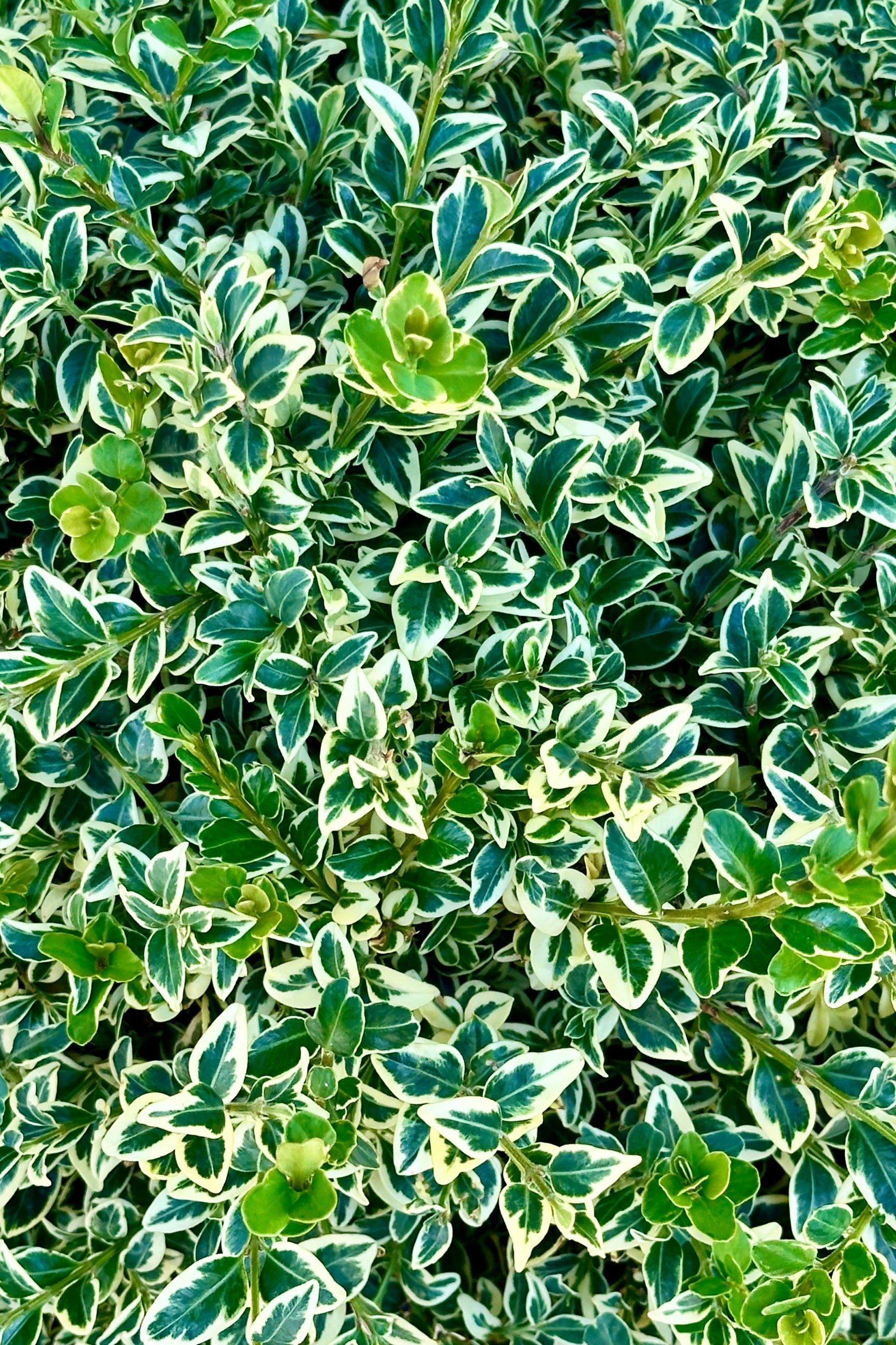 Variegated Boxwood (Buxus sempervirens 'Variegata') - #6 Container Size - Perfect for Landscaping, Hedges & Garden Borders
