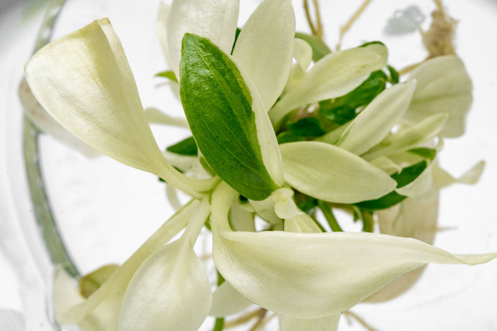Philodendron Ring of Fire - Rare Variegated Houseplant for Indoor Gardening | Perfect for Home Decor, Office Spaces & Plant Collections