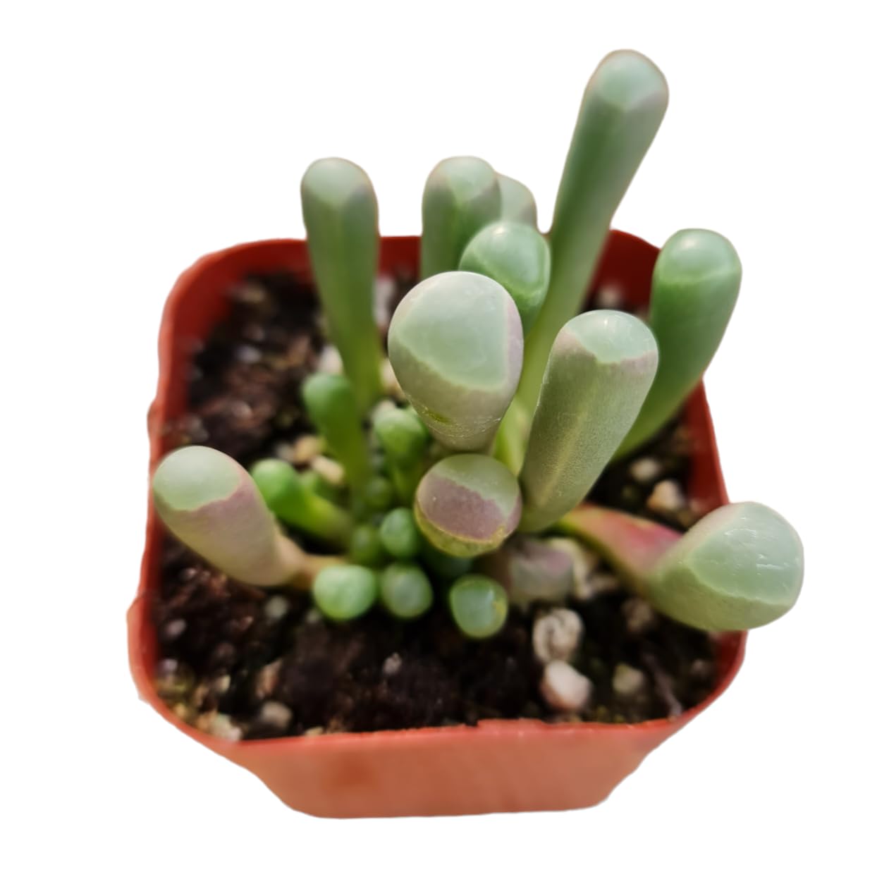 Live Succulent Plants - Fenestraria Baby Toes in 2 Inch Pots | Rare US Grown Succulents for Home Decor, Office Desk & Garden Arrangements