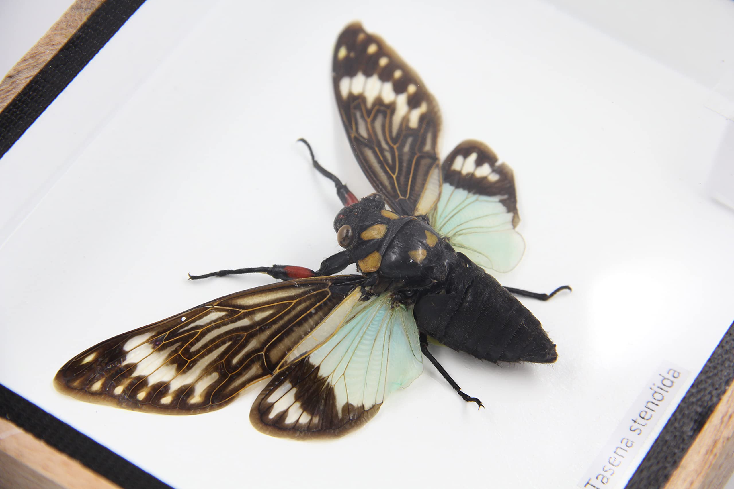 Real Exotic Cicada Taxidermy Framed in Wooden Box - Blue Winged Insect Display for Home Decor, Entomology Collection & Unique Gift Idea
