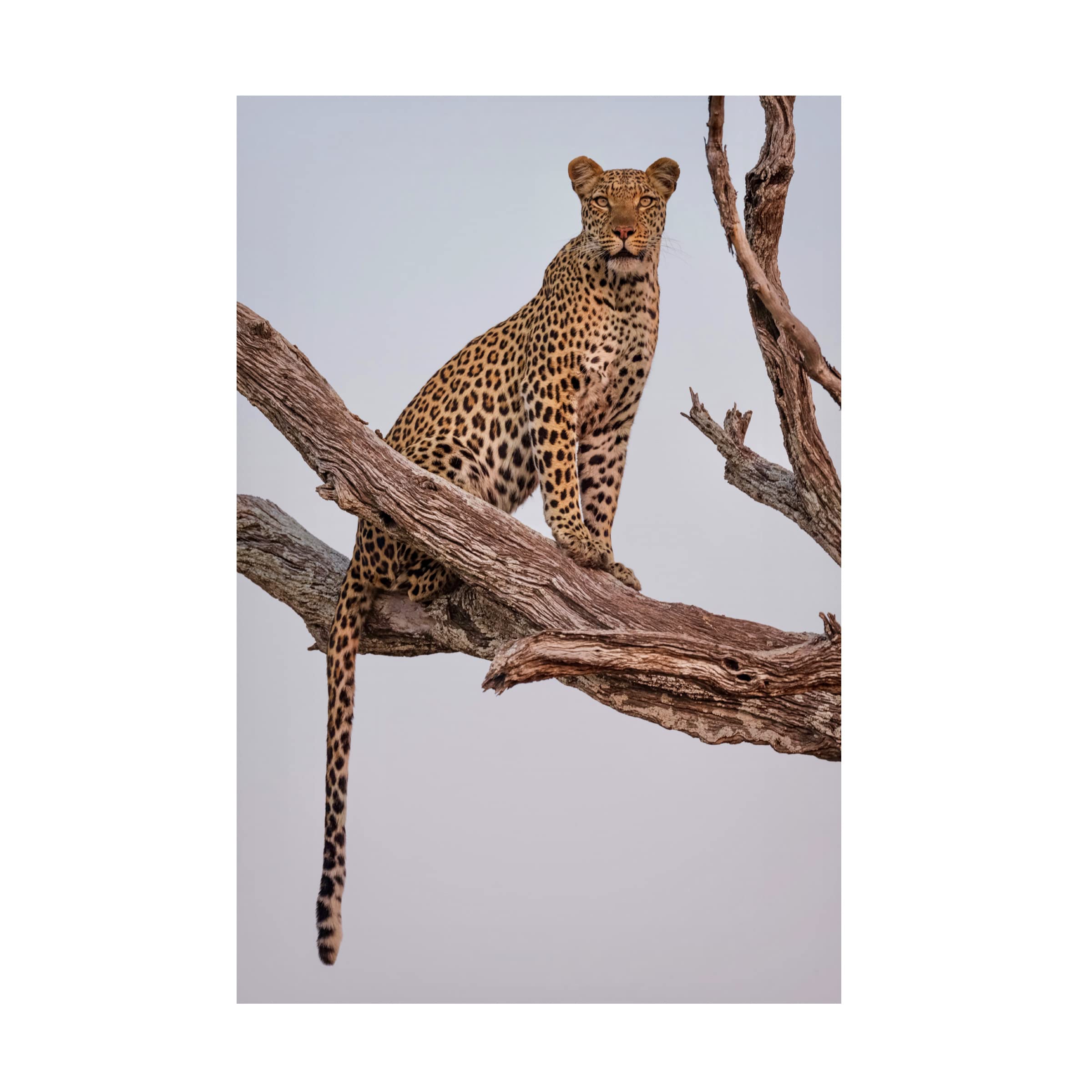 Rob Darby 'Leopard Portrait' Canvas Wall Art - Premium Wildlife Home Decor for Living Room, Bedroom & Office | Trademark Fine Art Collection