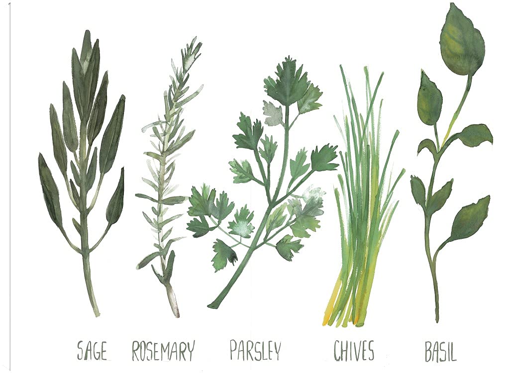 Hand-Painted Watercolor Herbs Canvas Wall Art - Botanical Fine Art Print by Dogwood Portfolio - 16x12 Inches - Ready to Hang - Perfect for Living Room, Bedroom, Office & Kitchen Decor - Adds Elegance to Dining Areas, Bathrooms & Guest Rooms