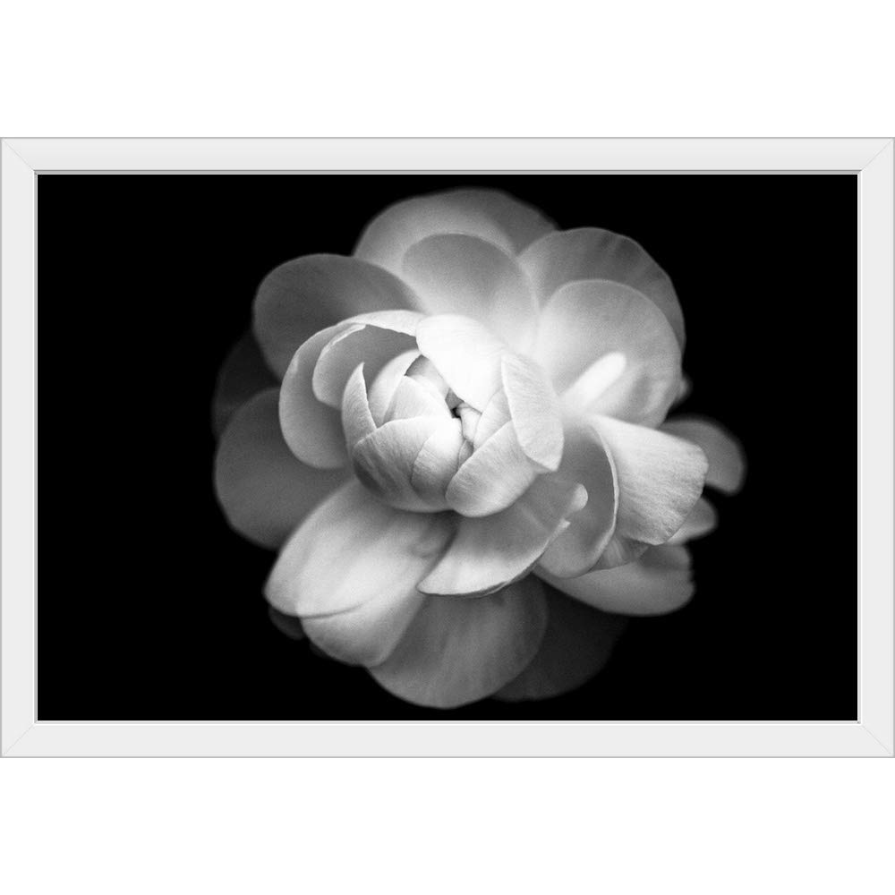 Black and White Ranunculus Flower Art Print - White Framed Floral Wall Decor for Living Room, Bedroom & Office