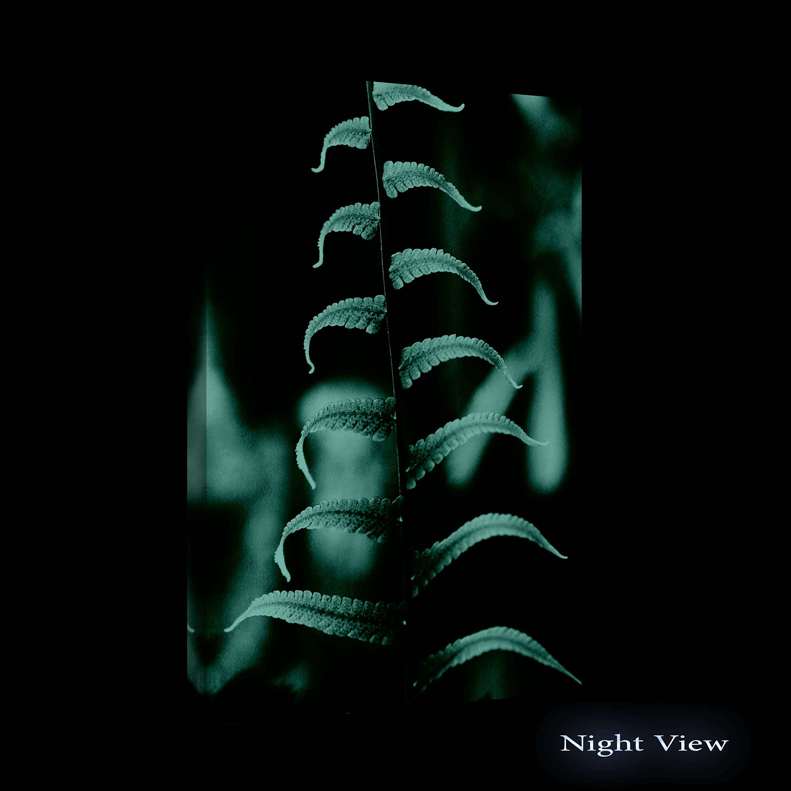 Startonight Fern & Flowers Wall Art Canvas - Framed Modern Nature Print 24x36 Inch - Day & Night Effect for Bedroom, Living Room & Office Decor - Perfect for Home, Apartment & Workspace Aesthetics