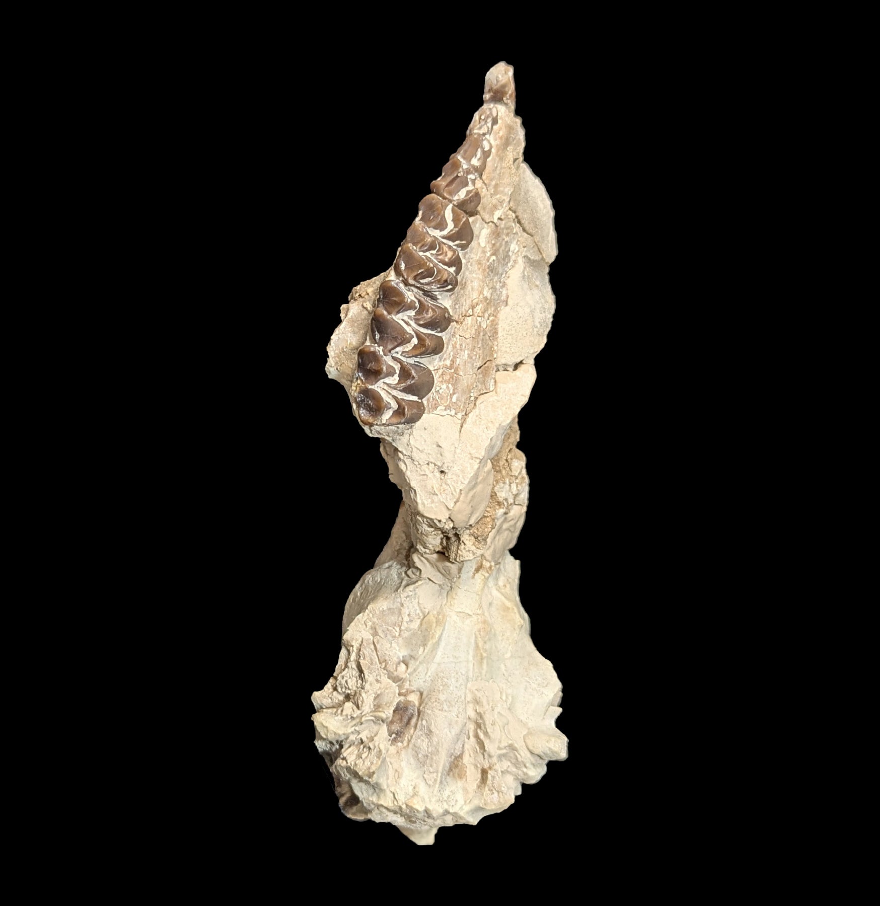 Authentic Merycoidodon Fossil Skull Specimen - Rare Prehistoric Oreodont Skull for Collectors & Paleontology Enthusiasts - Perfect for Museum Displays, Educational Projects & Home Decor