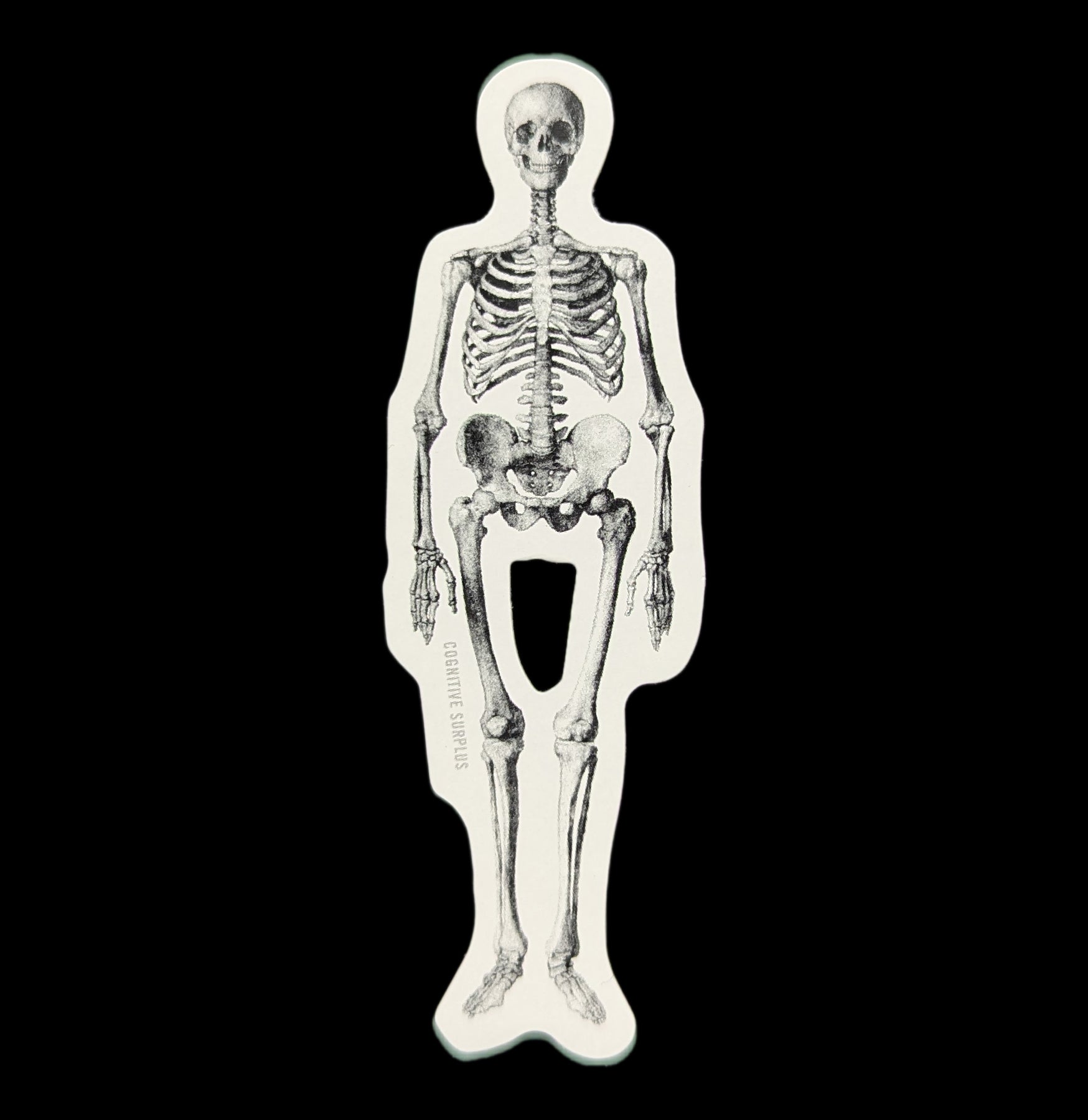 Realistic Human Skeleton Stickers - Full Body Anatomy Decals for Halloween Decor, Science Classrooms & Medical Education - Perfect for Windows, Walls & Notebooks