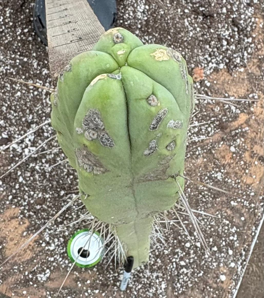 EC147 EXACT Trichocereus Bridgesii Jiimz Twin Spines Cactus - 30.5 Inch Rare Succulent Cutting for Desert Gardens & Home Decor