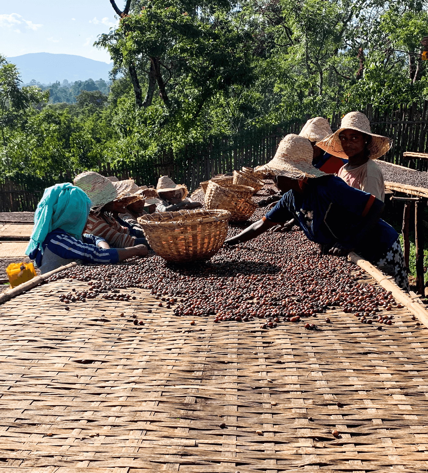 Premium Ethiopian Buriso Amaje Natural Coffee Beans - Single Origin, Organic, Fair Trade - Perfect for Home Brewing, Espresso & Gifting