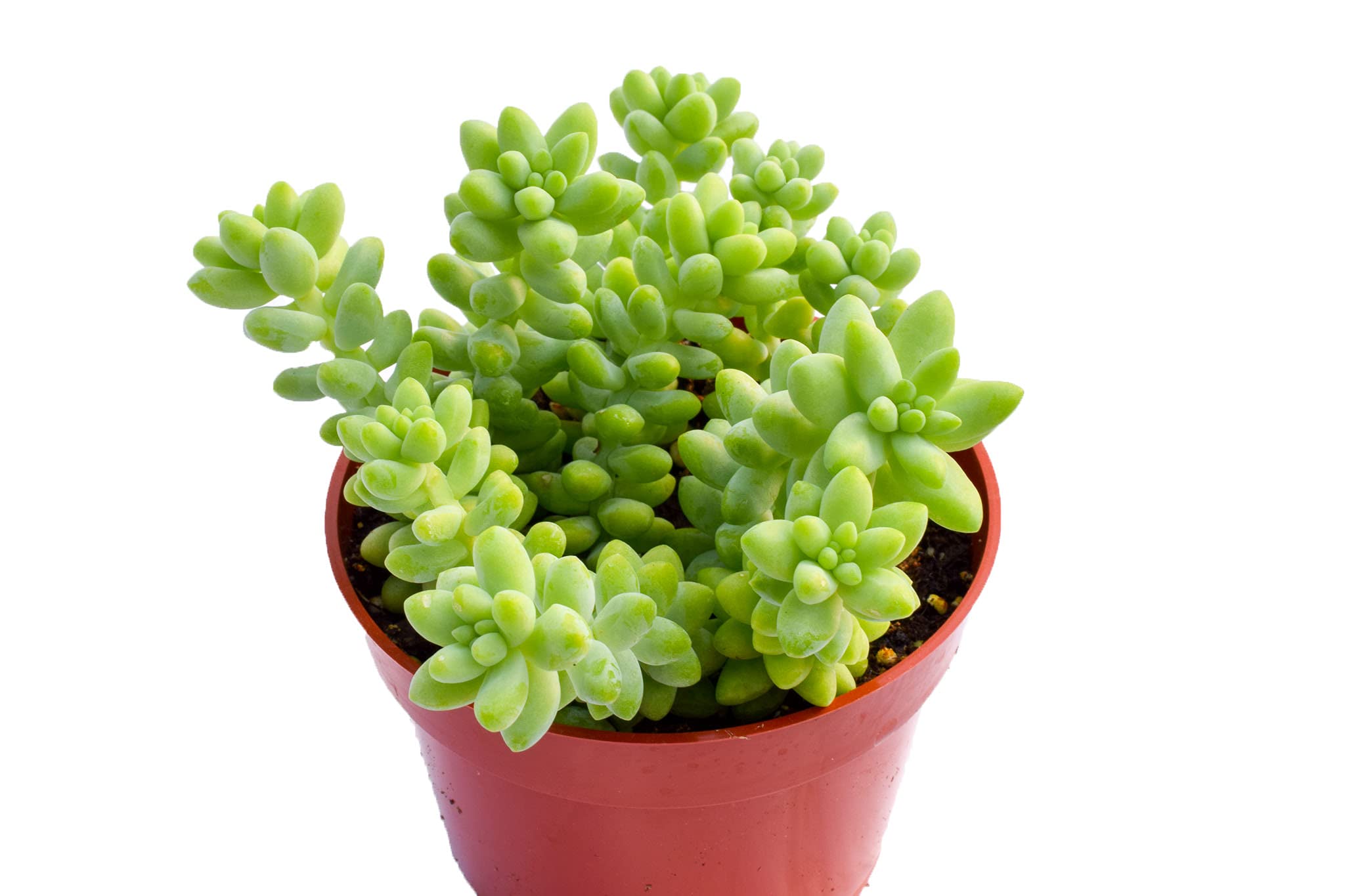 Live Donkey Tail Succulent Plants (Sedum Morganianum) - Set of 2 Large 4-Inch Fully Rooted Burro's Tail Succulents for Home Decor, Office Desk, or Garden Arrangements