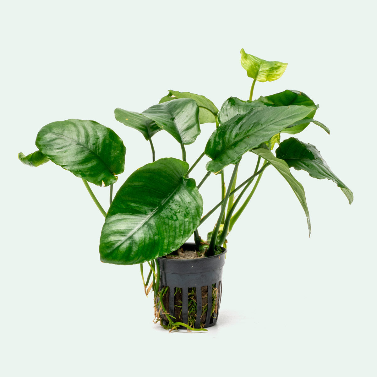 Anubias Wrinkle Leaf Aquatic Plant - Live Freshwater Aquarium Plant for Fish Tanks, Low Light & Easy Care - Perfect for Aquascaping, Shrimp Tanks & Natural Decor