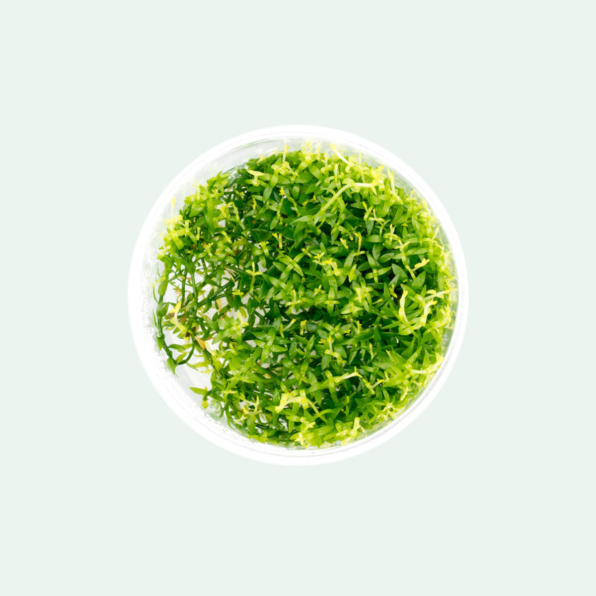 Gratiola Viscidula Herb - Natural Plant Extract for Skin Care & Wellness | Organic Herbal Supplement for Acne, Eczema & Inflammation Relief
