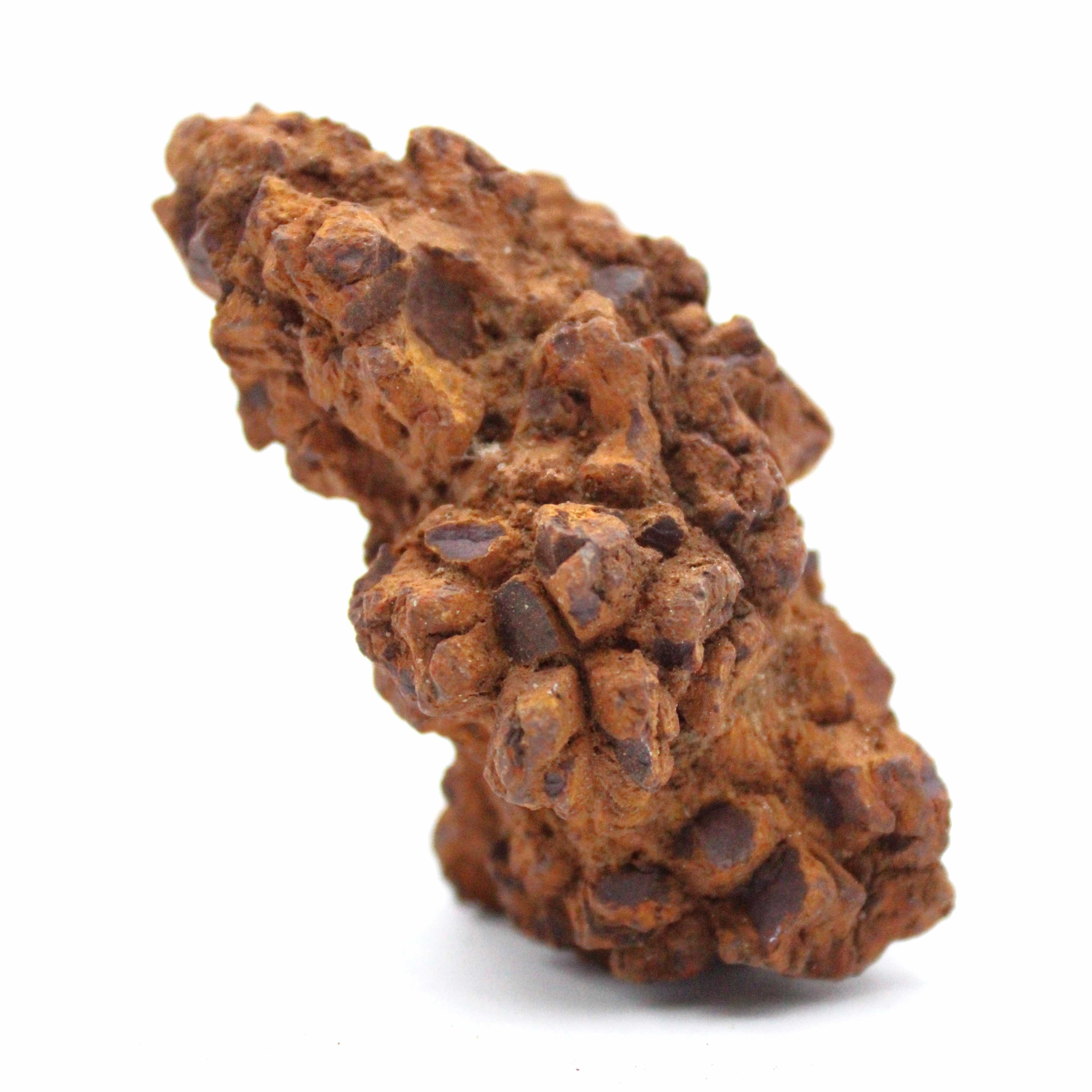 Authentic Coprolite Fossil Specimen - Dinosaur Poop Fossil for Collectors, Education & Home Decor