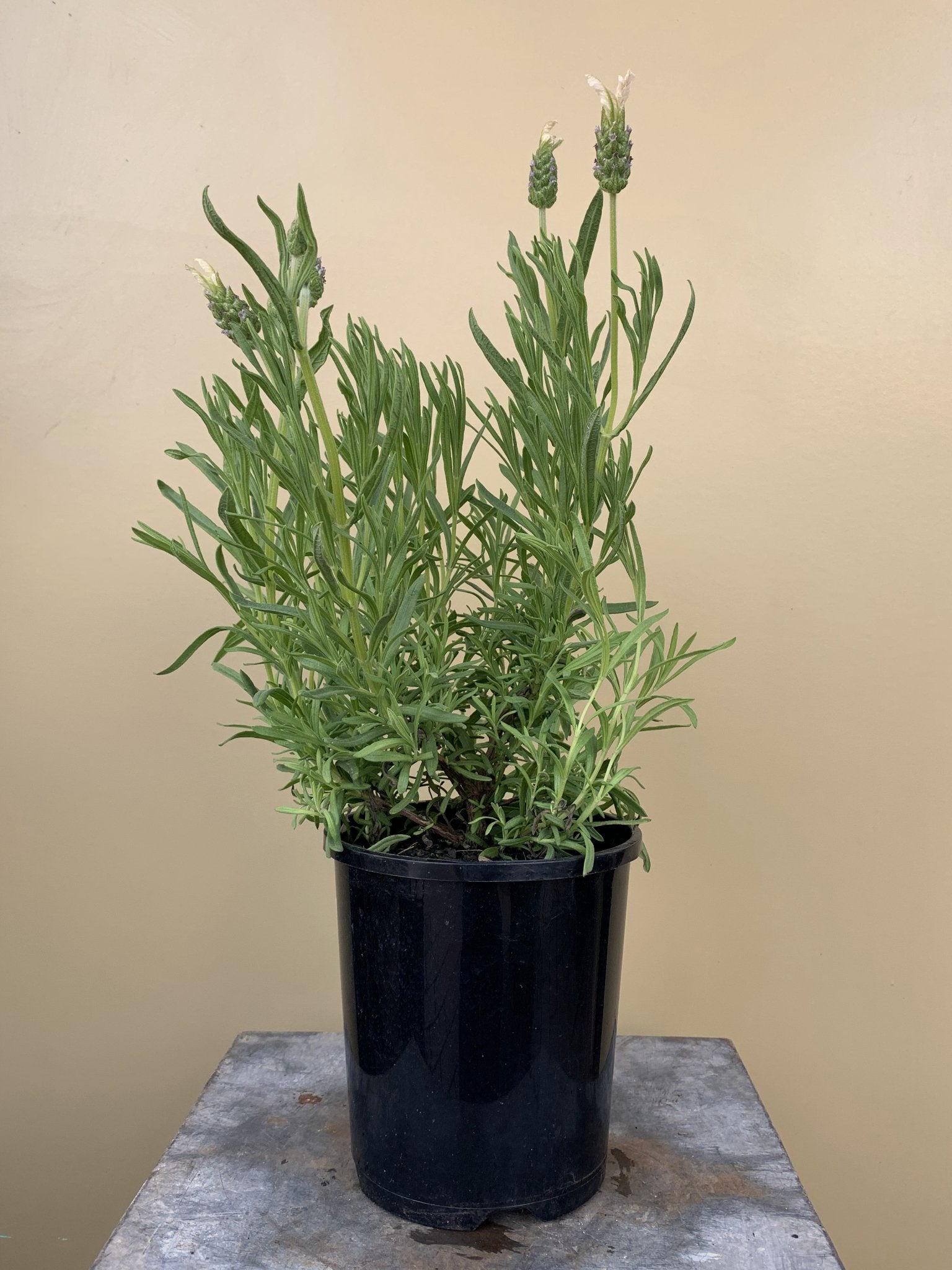 Lavender 'Pippa White' - Fragrant English Lavender Plants for Garden, Landscaping & Aromatherapy | Perfect for Home Decor, Wedding Bouquets & Relaxation