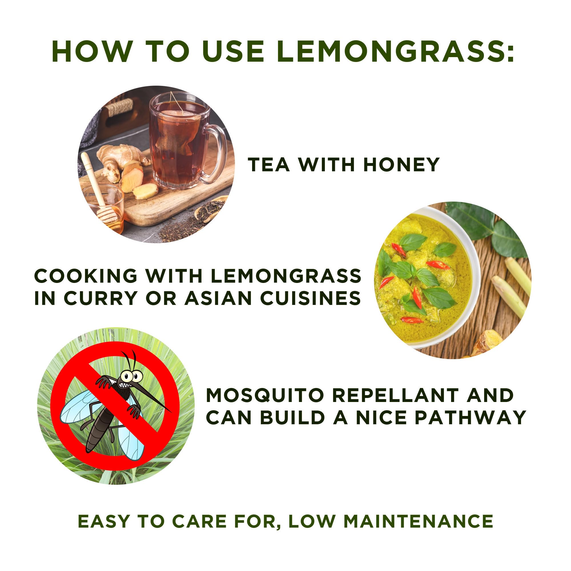 5 Fresh Lemongrass Live Plants - 12 Inch Stalks for Cooking, Tea & Natural Pest Repellent | Indoor Herb Garden & Outdoor Planting