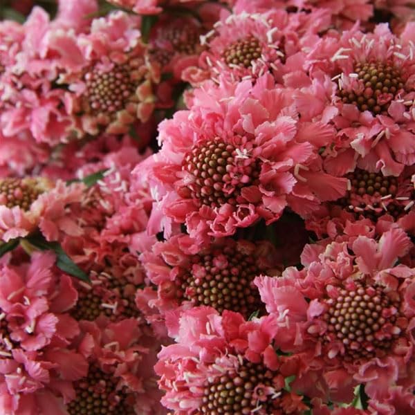 Outsidepride 200 Seeds Perennial Rose Scabiosa Pincushion Flower Seeds for Planting - Beautiful Garden Flowers for Borders, Bouquets & Butterfly Gardens