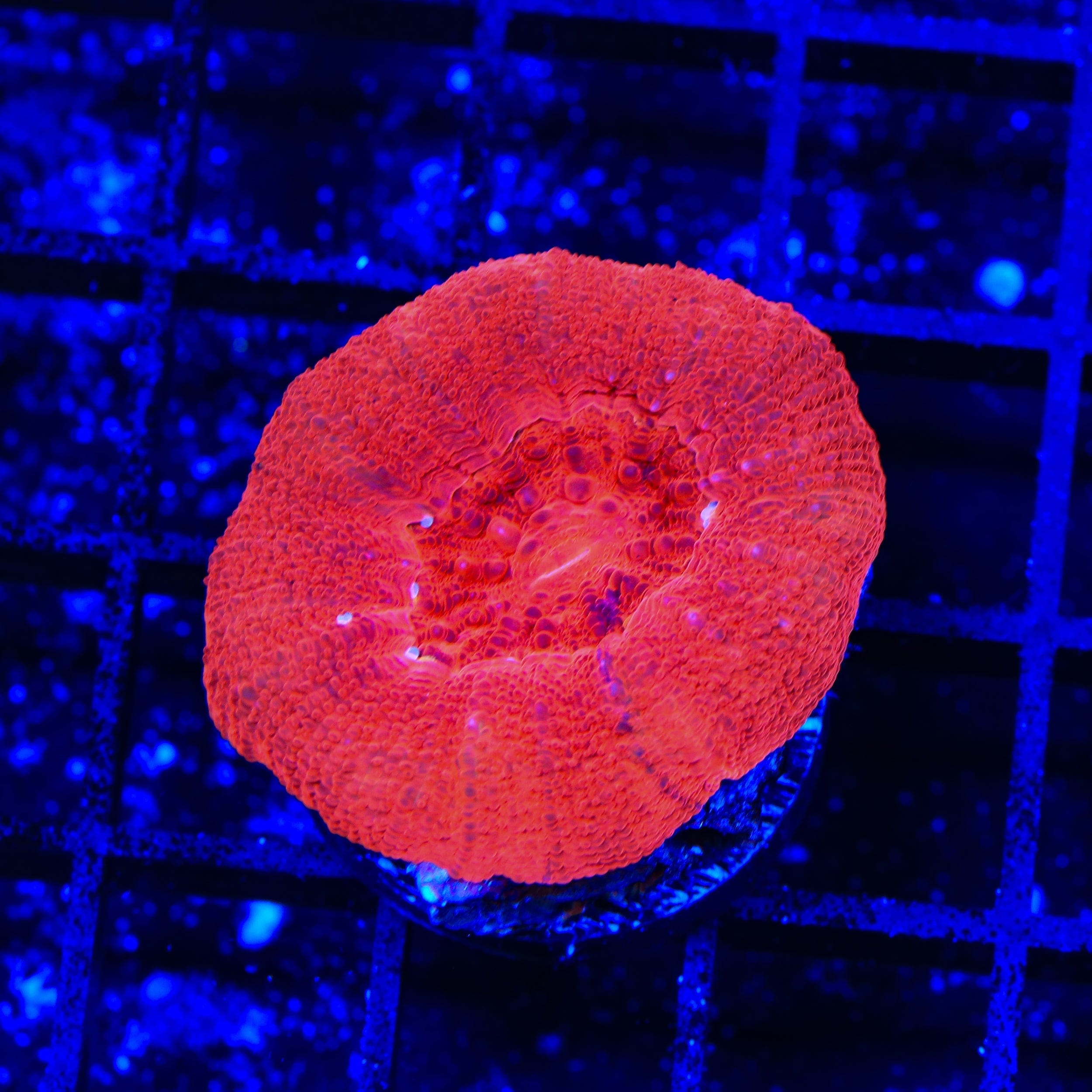 Buy Cherry Bowerbankii Coral - Vibrant Saltwater Aquarium Coral for Reef Tanks | Perfect for Marine Aquascaping and Coral Propagation