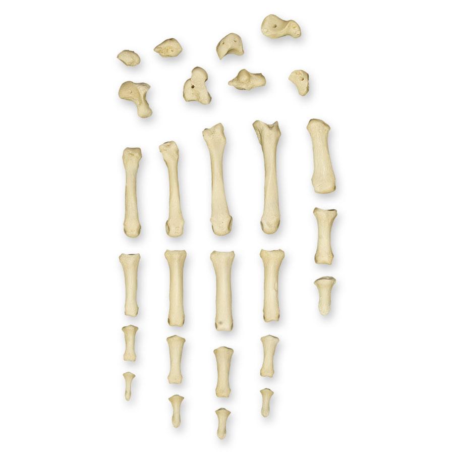Realistic Articulated Human Hand Model - Perfect for Medical Training, Art Reference & Halloween Props