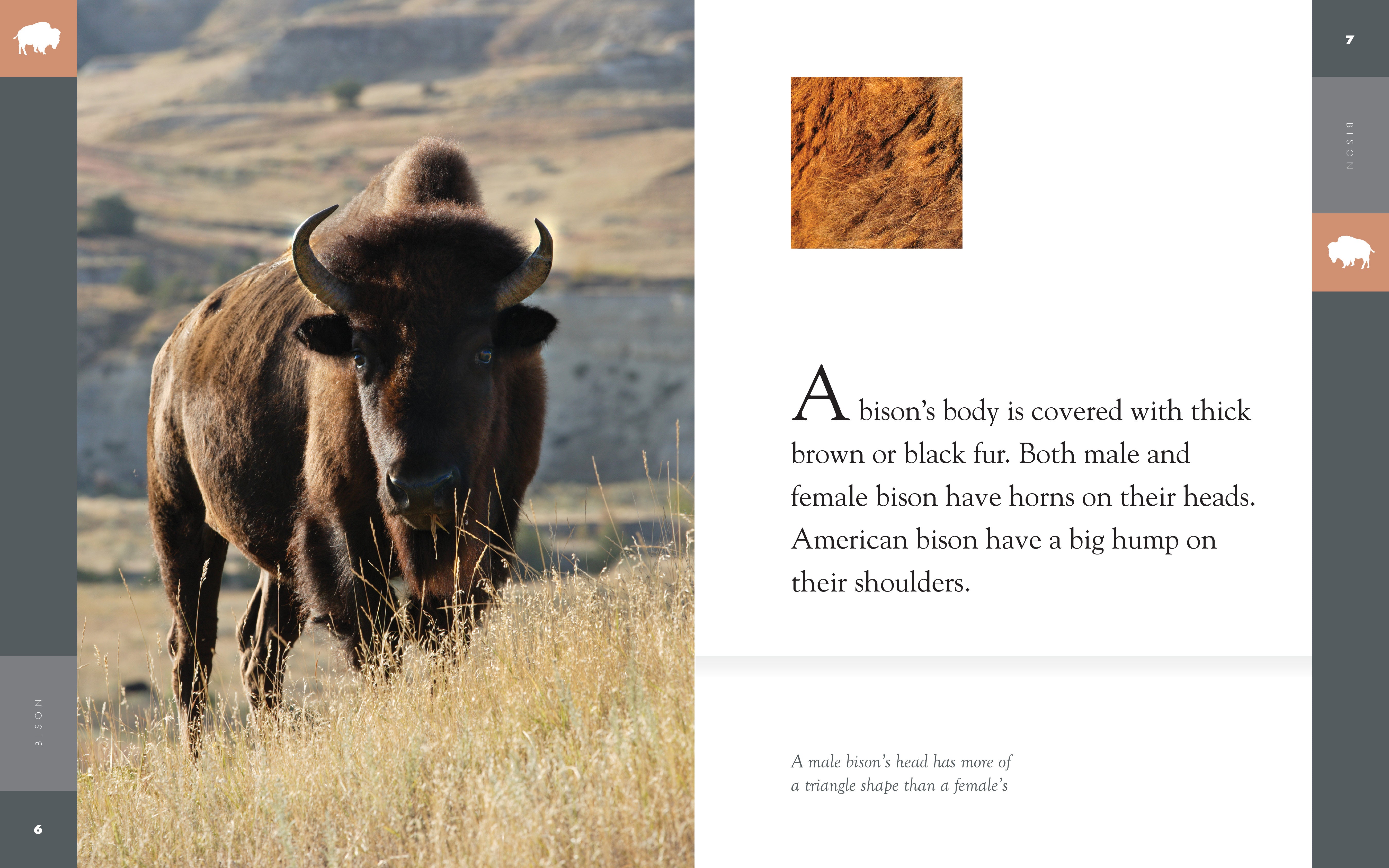 Amazing Animals (2014): Bison - Wildlife Documentary DVD - Perfect for Nature Lovers & Classroom Education