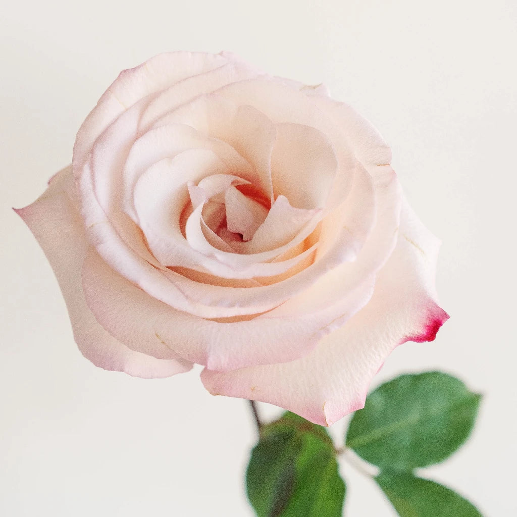 Anna Creamy Light Pink Rose - Premium Artificial Silk Rose Flowers for Home Decor, Wedding Bouquets, and Party Centerpieces | Perfect for DIY Floral Arrangements and Gift Giving