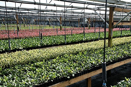 Ligustrum Waxleaf Privet - 30 Live Plants in 2 Inch Pots - Evergreen Privacy Hedge for Landscaping, Garden Borders, and Outdoor Screening