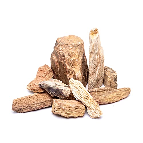 Burmese Petrified Wood