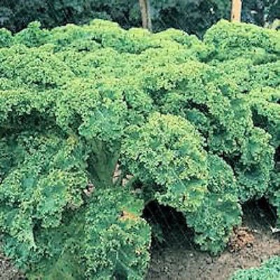 2500 Non-GMO Blue Curled Kale Seeds - Dwarf Blue Curled Scotch Kale (Brassica Oleracea) for Home Gardening, Organic Vegetable Planting & Healthy Cooking