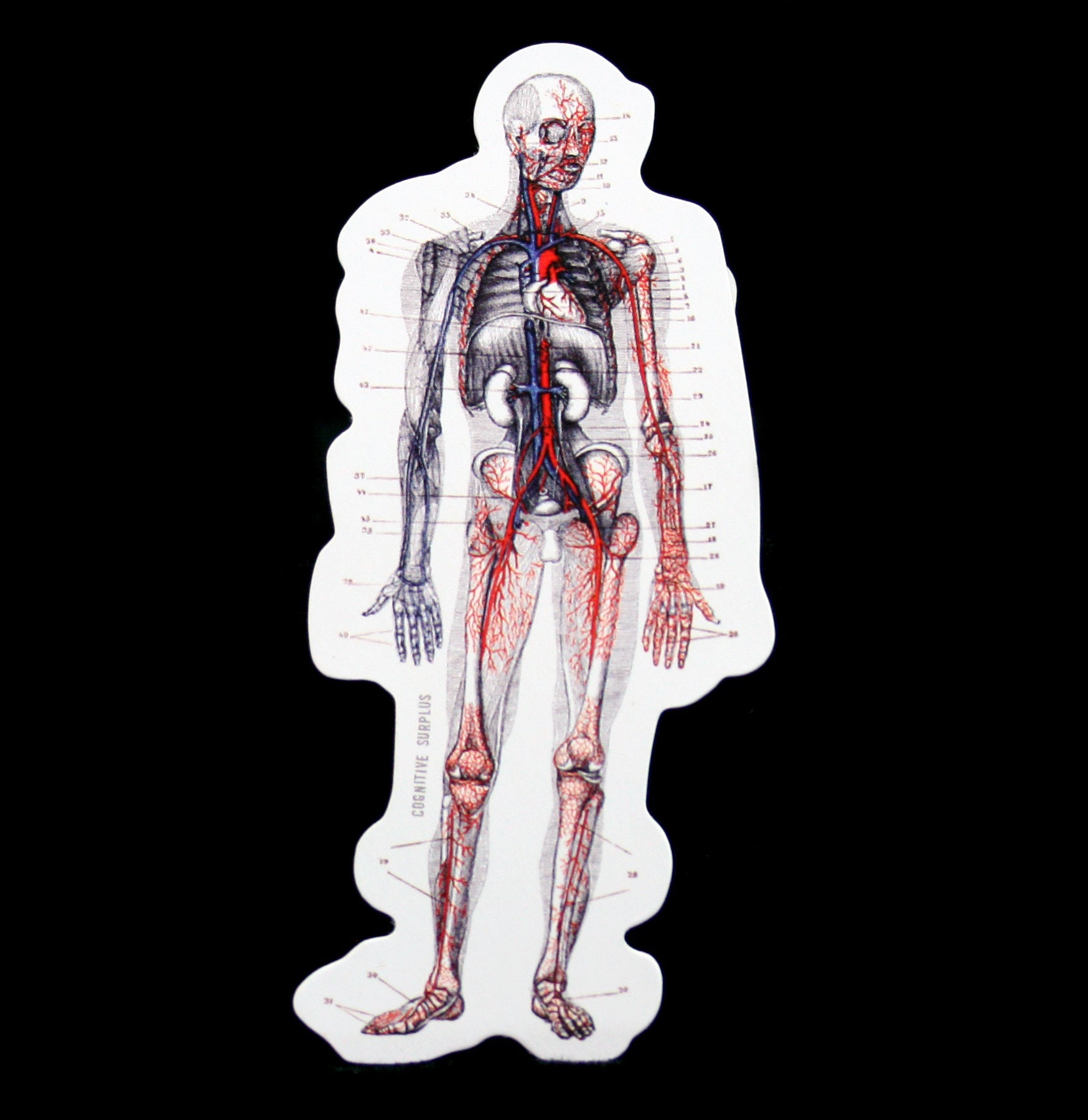 Human Anatomy Stickers for Medical Students - Detailed Body Organ & Muscle Labeling Decals - Perfect for Study, Classroom, and Science Education