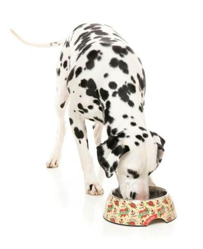 Ink'd Up Dog Bowl - Durable Pet Feeding Dish with Legendary Print for Tough Pups - Perfect for Large Breed Dogs & Outdoor Use