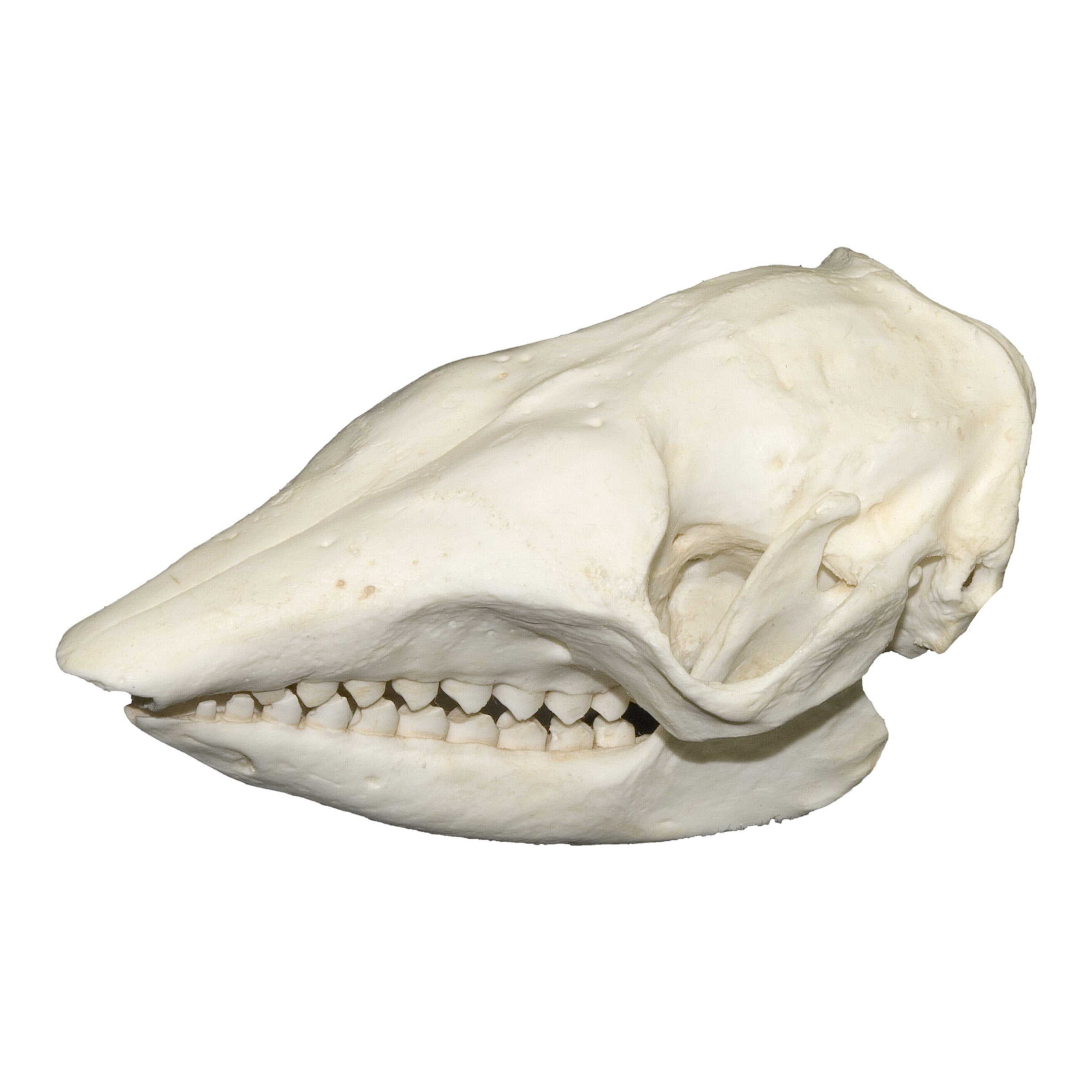 Authentic Replica Large Hairy Armadillo Skull - Lifelike Animal Skull Decor for Home, Office & Gothic Collections | Perfect for Halloween, Horror Displays & Taxidermy Enthusiasts