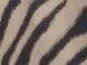Chai Latte Zebra
