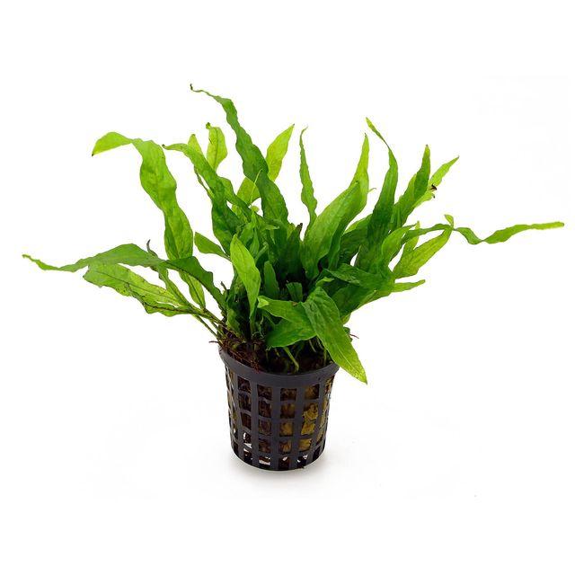 TCulture Microsorum Pteropus Petite Live Aquarium Plant (Pot) - Perfect for Nano Tanks, Aquascaping & Low-Light Aquariums