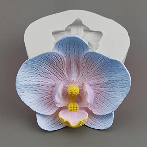 phalaenopsis