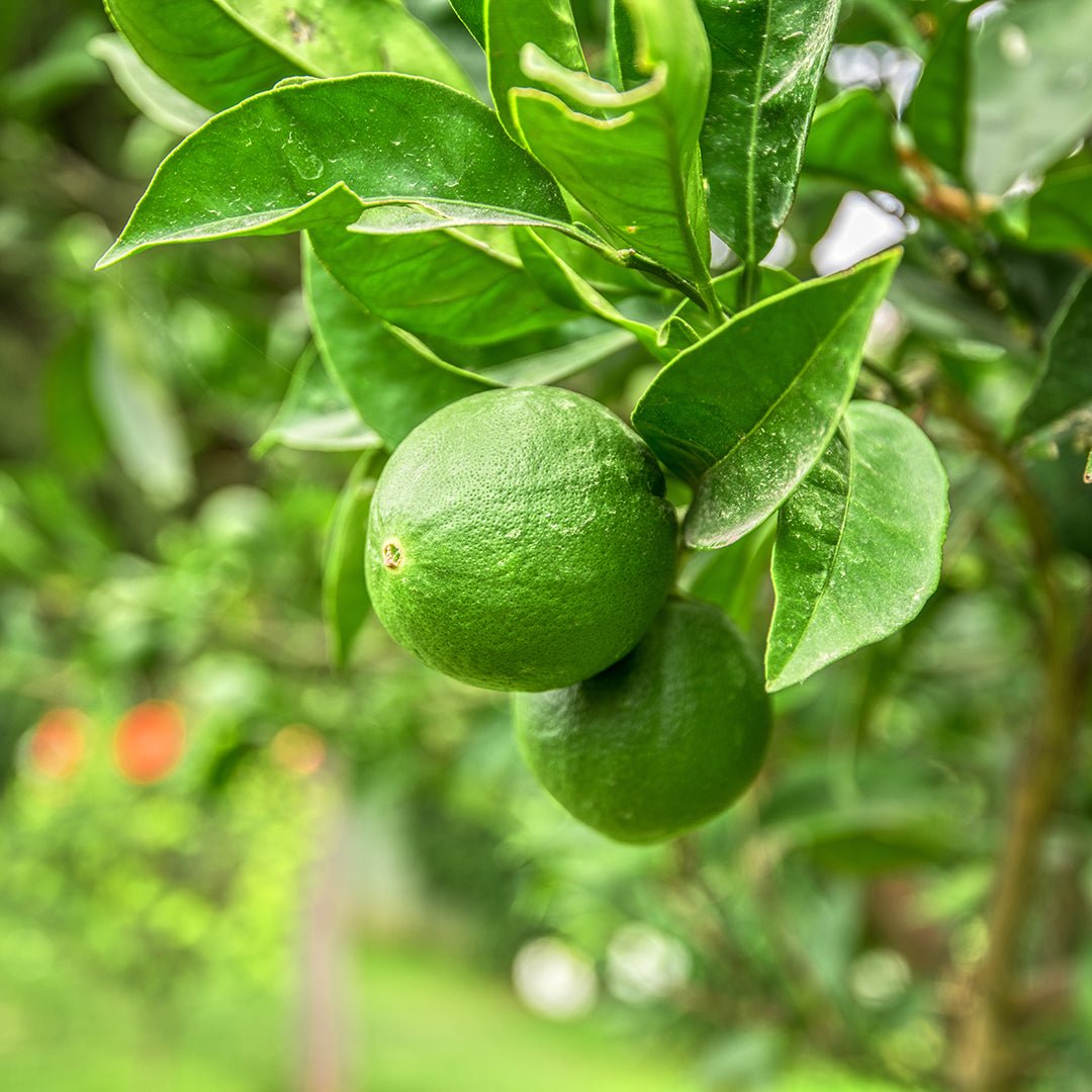 Pure Lime Essential Oil (Citrus Aurantifolia) - 100% Natural, Therapeutic Grade for Aromatherapy, Diffusers & DIY Skincare