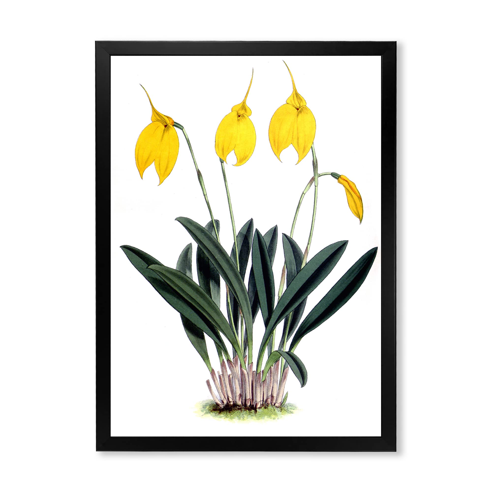 Vintage Orchid Floral Farmhouse Framed Wall Art - Botanical Home Decor for Living Room, Bedroom & Office