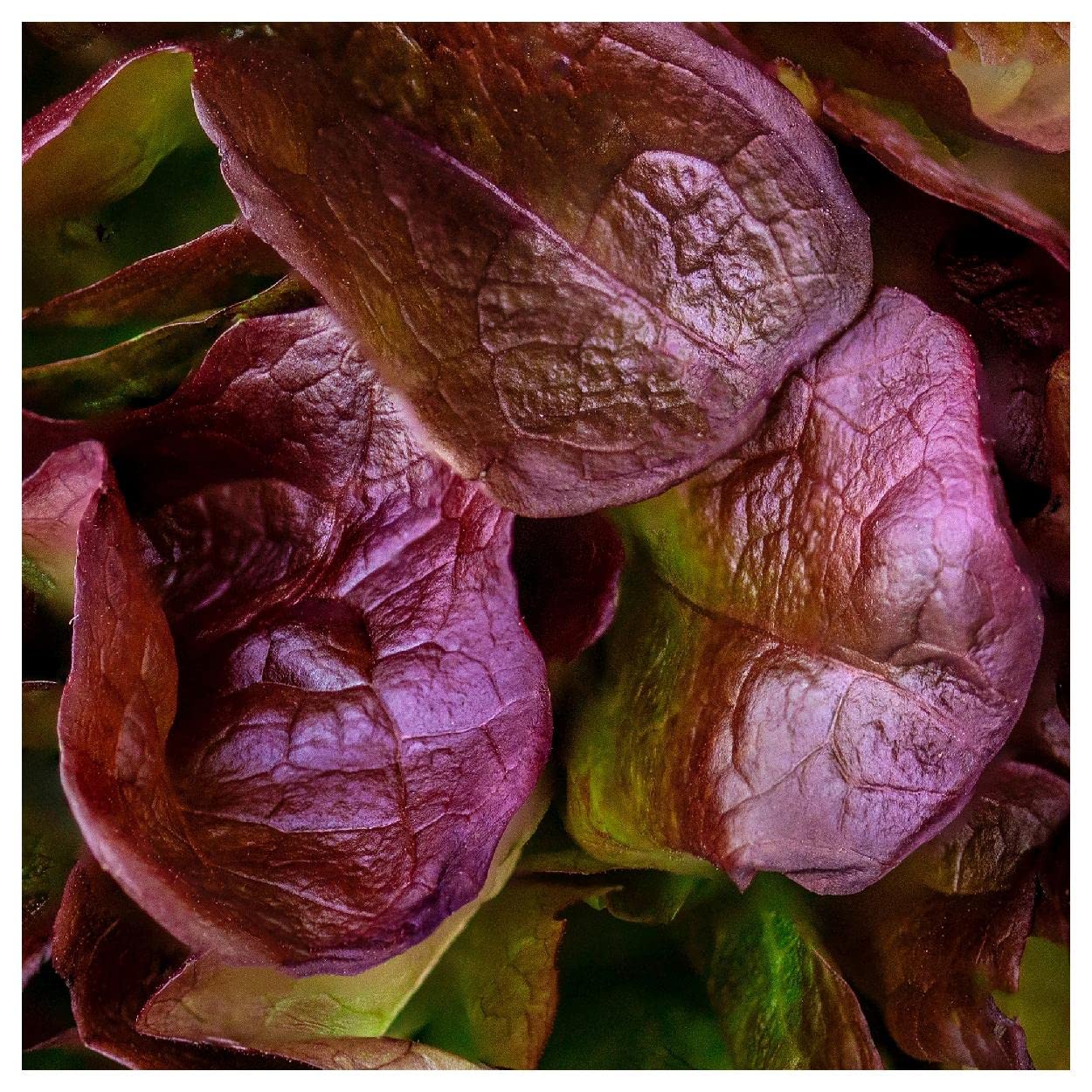Organic Rouge de Hiver Romaine Lettuce Seeds 1 Lb - Non-GMO, Heirloom, Open Pollinated - Perfect for Home Gardening, Hydroponics & Fresh Salads - Gold Vault Packet by Everwilde Farms