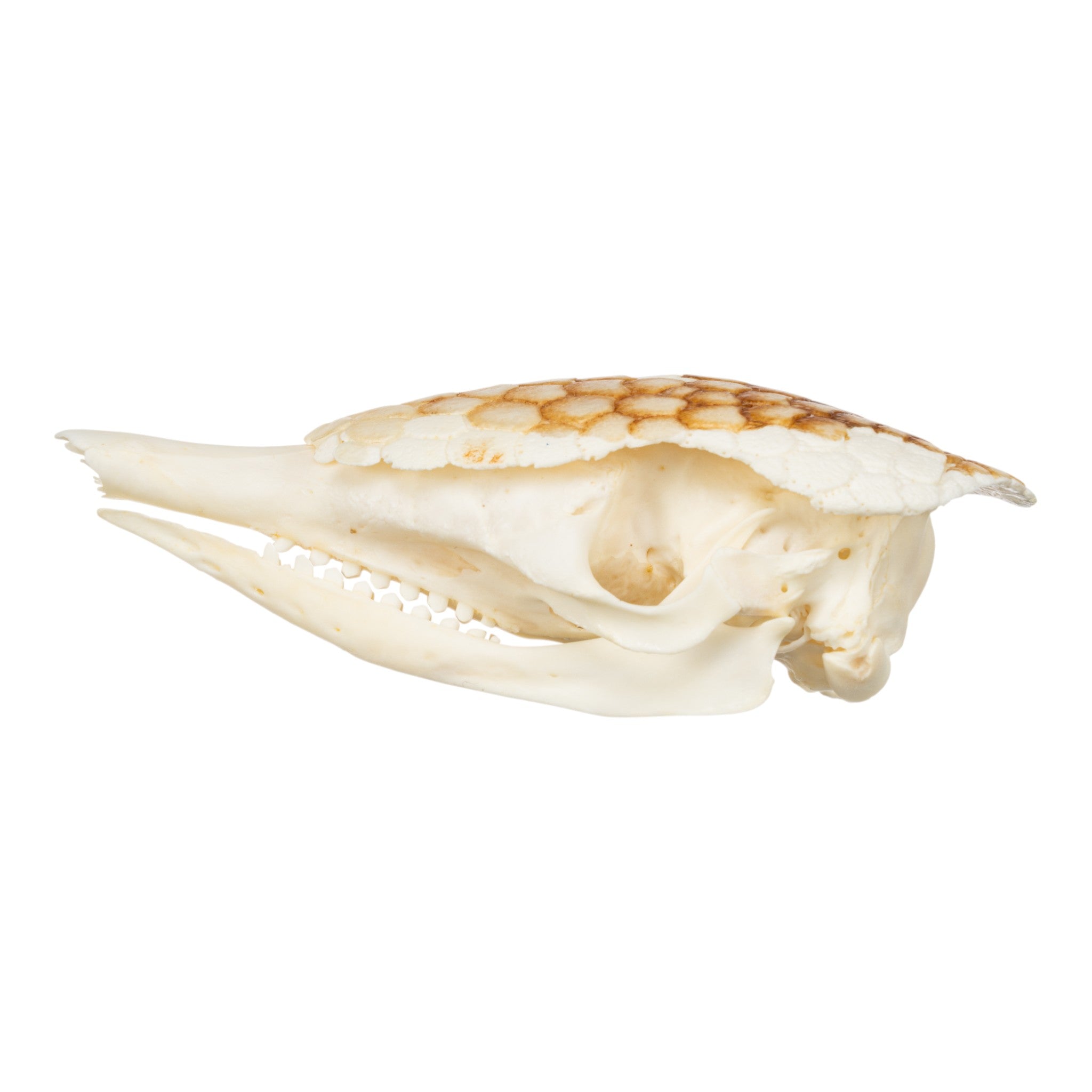 Authentic Nine-Banded Armadillo Skull - Taxidermy Specimen for Science Education & Home Decor | Perfect for Biology Classrooms, Gothic Decor, and Unique Gifts