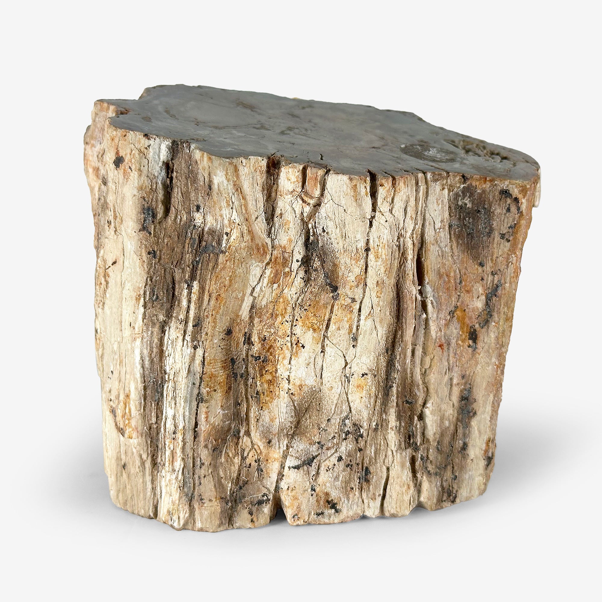 Natural Petrified Wood Slab - Unique Petrified Wood for Home Decor, Office Desk, and DIY Crafts | Perfect for Geode Displays, Bookends, and Zen Gardens