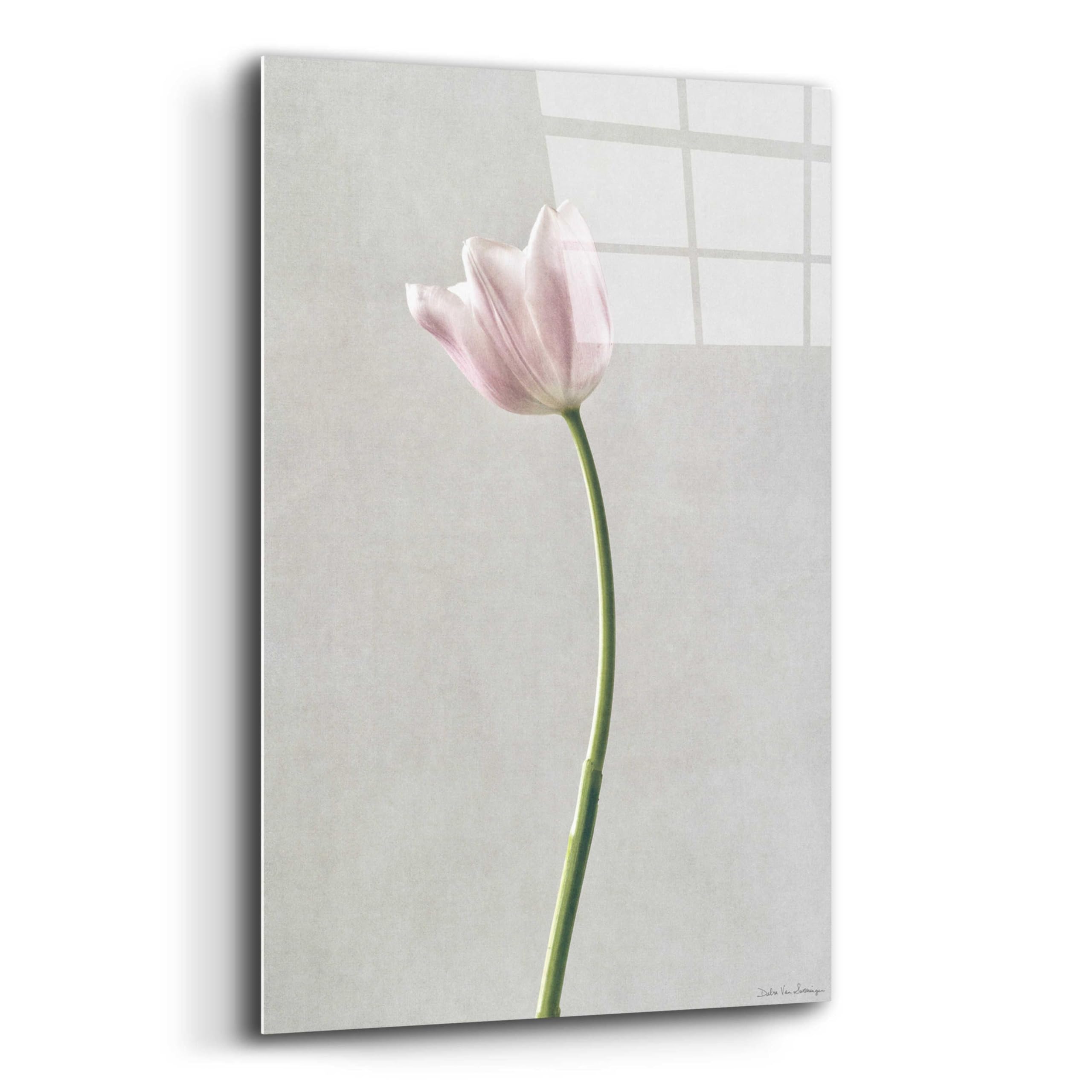 Light Tulips I Acrylic Glass Wall Art by Debra Van Swearingen - 16x24 Inches Modern Floral Painting for Living Room, Bedroom & Office Decor